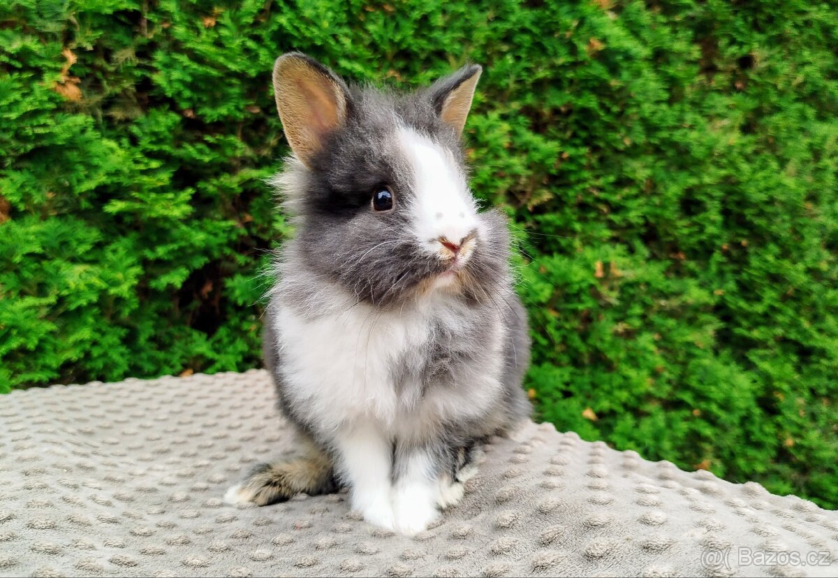 Zakrslý králík, králíček -(lvíček)-TIMMY