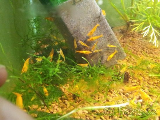 (NEDOSTUPNÉ) krevetky Neocaridina Orange