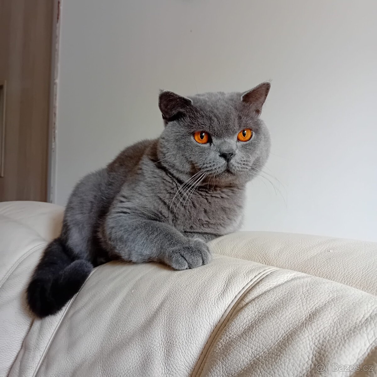 Britský kocourek ke krytí