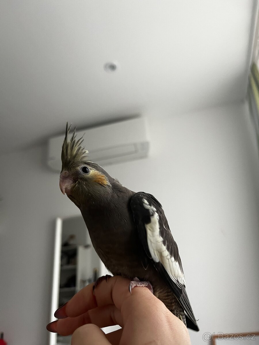 Korela, krotká korela, rucne dokrmena korela