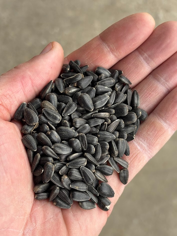 Slunečnice černá od 16,- / kg