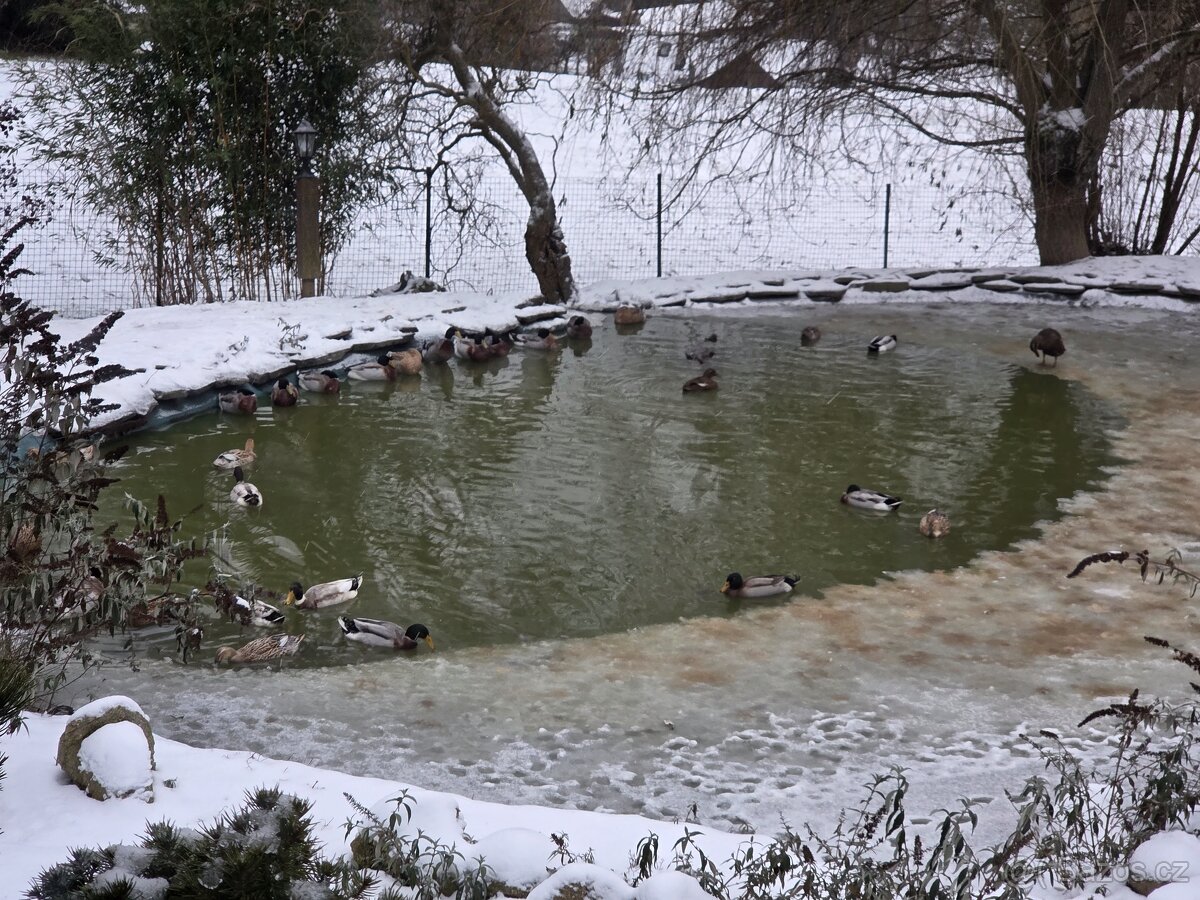 indicky bezec hejno 25 ks mix