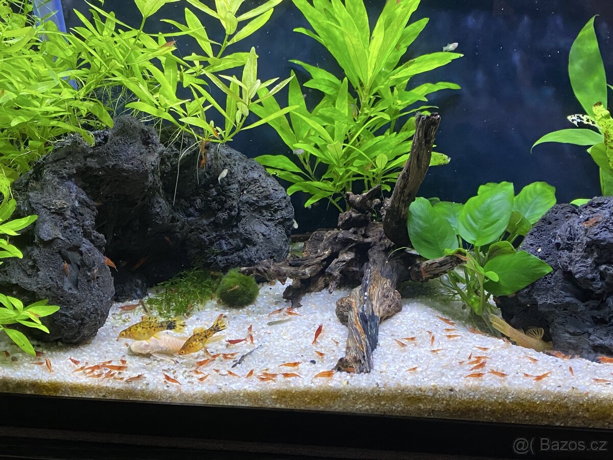 red cherry krevetky 10+1 zdarma