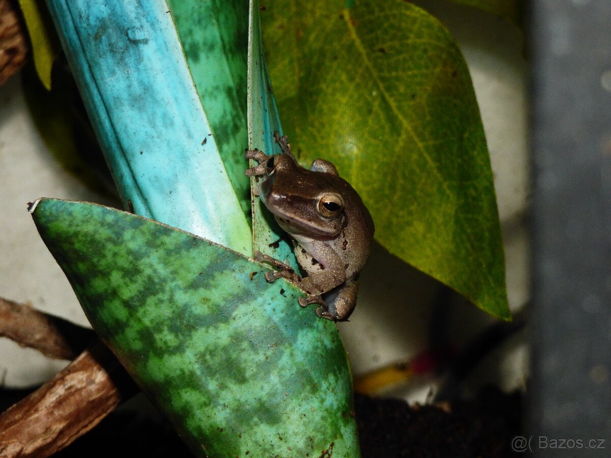 Létavka obecná (Polypedates leucomystax)
