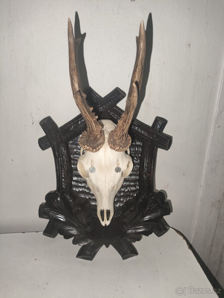 Srnčí lebka