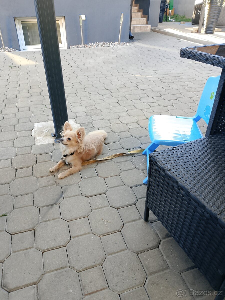 Pejsek čivava dlouhosrstý 1 rok