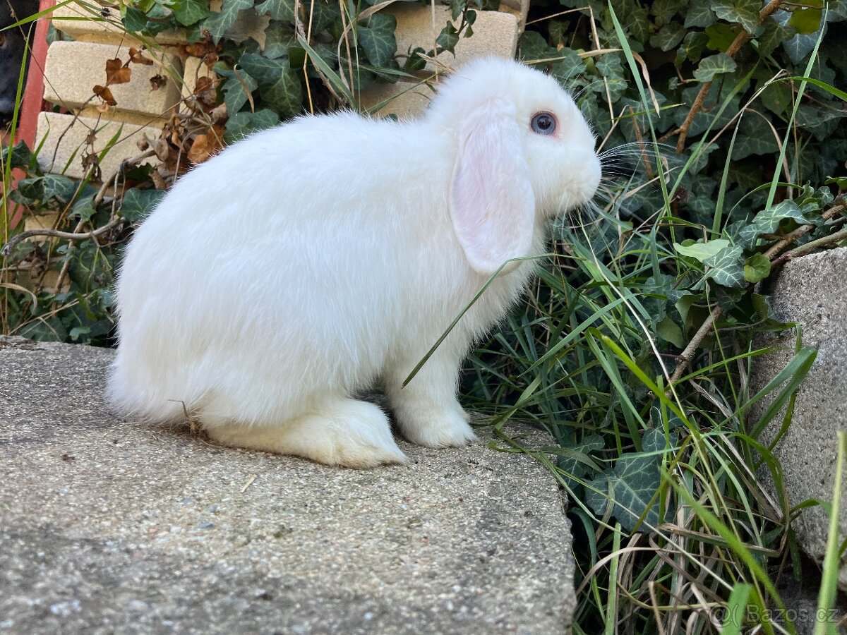 Minilop