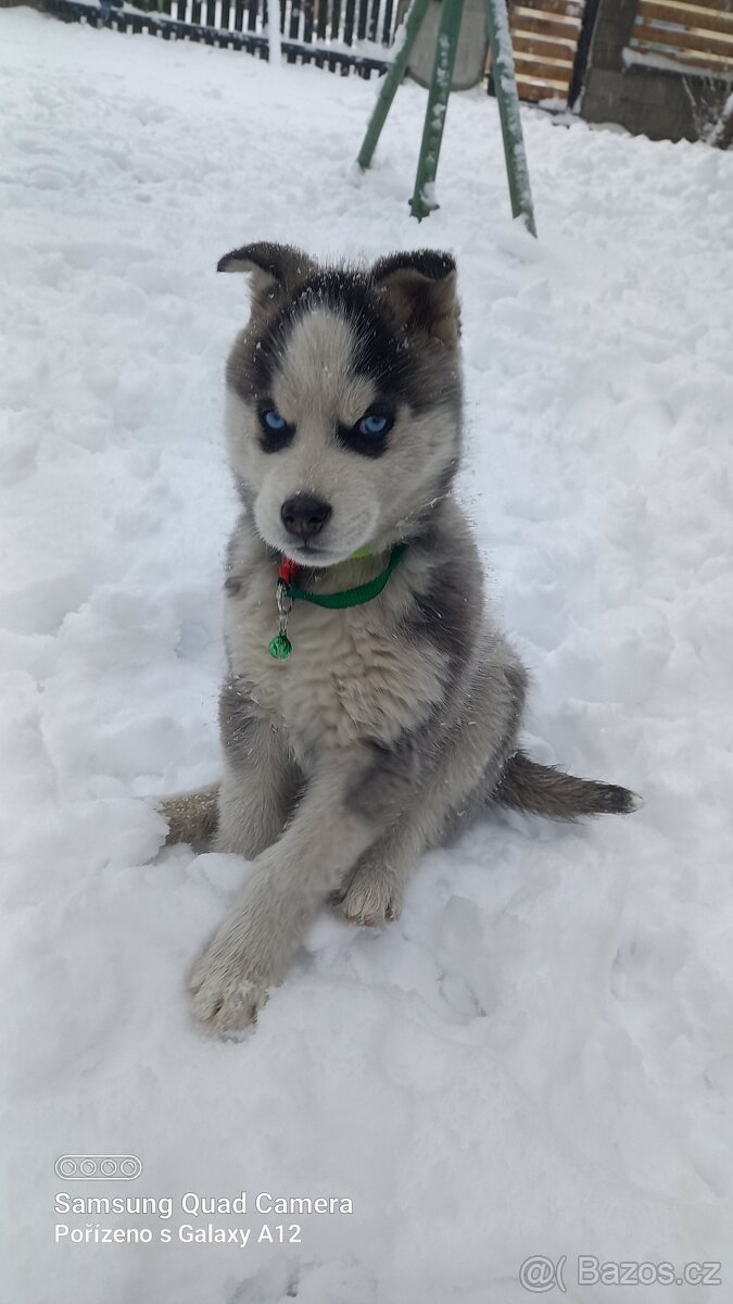 Koupím fenku Sibiřsky Husky