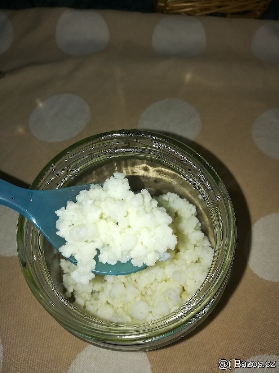 Prodám Tibetskou kefir. houbu