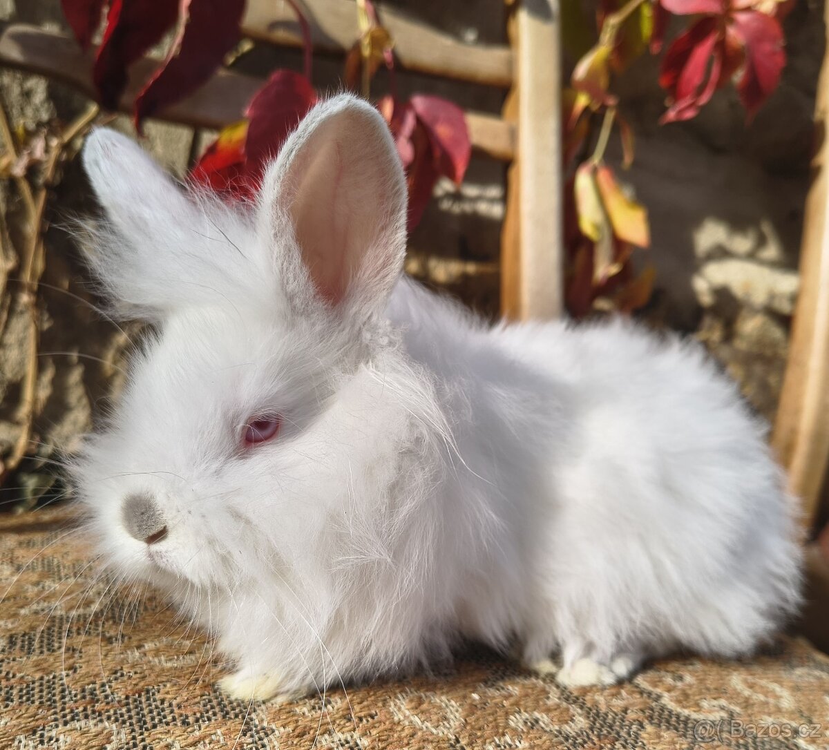 Zakrslý králík lvíček