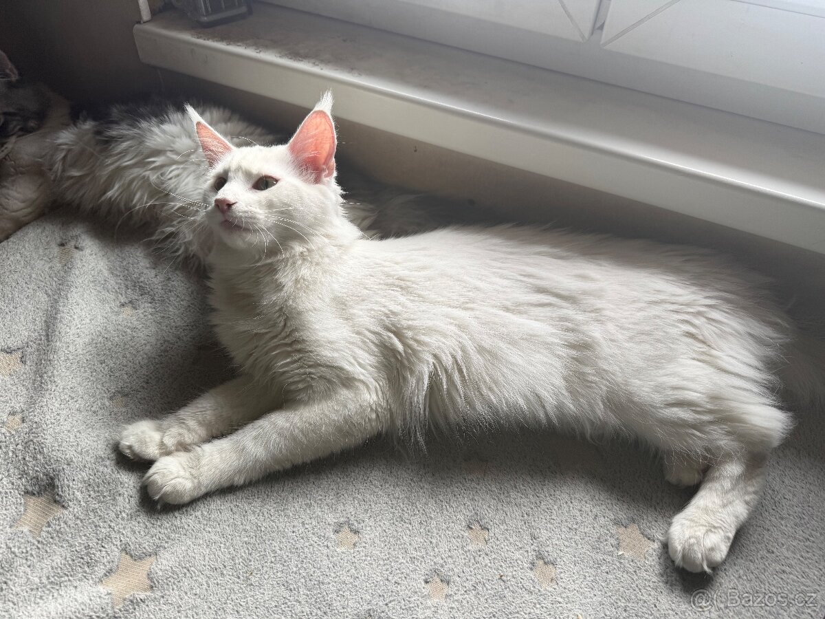 Bílá mainská mývalí kočička