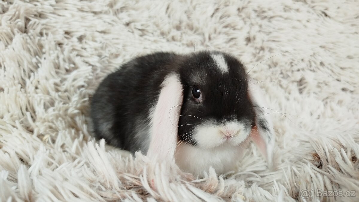 Zakrslý beránek, králíček, králík - ELIŠKA