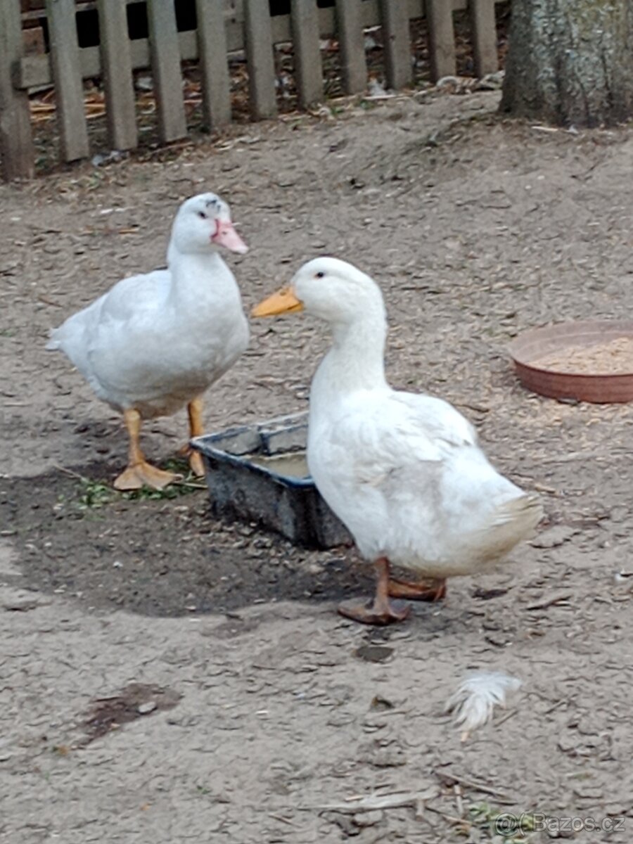Kachny pekingské, pižmové