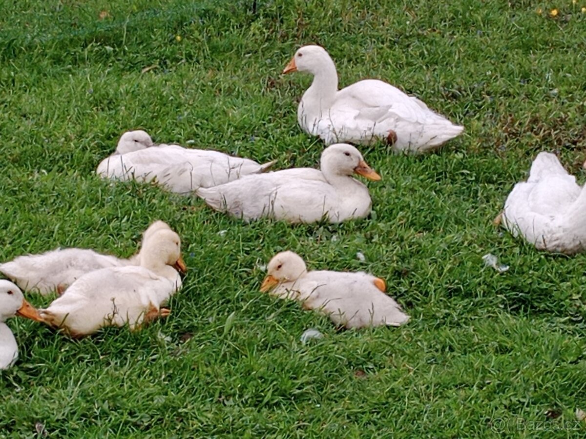 Kachny pekingské, pižmové, čínky
