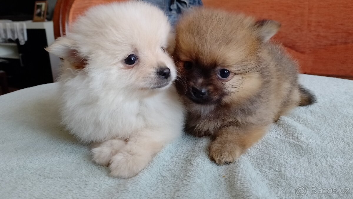 Pomeranian špic