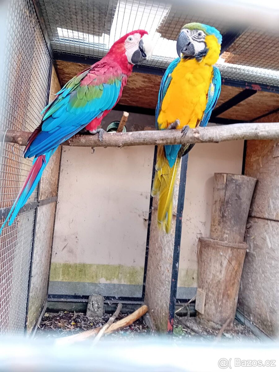 Ara ararauna