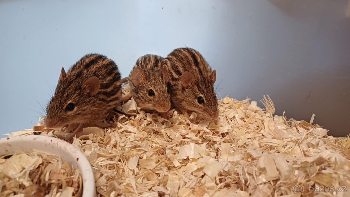 Myšky páskované chovná skupina – Lemniscomys barbarus