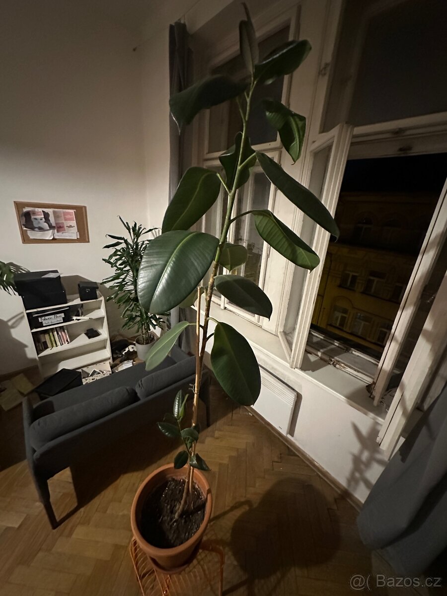 Fikus Elastica - cca 180 cm, včetně květináče
