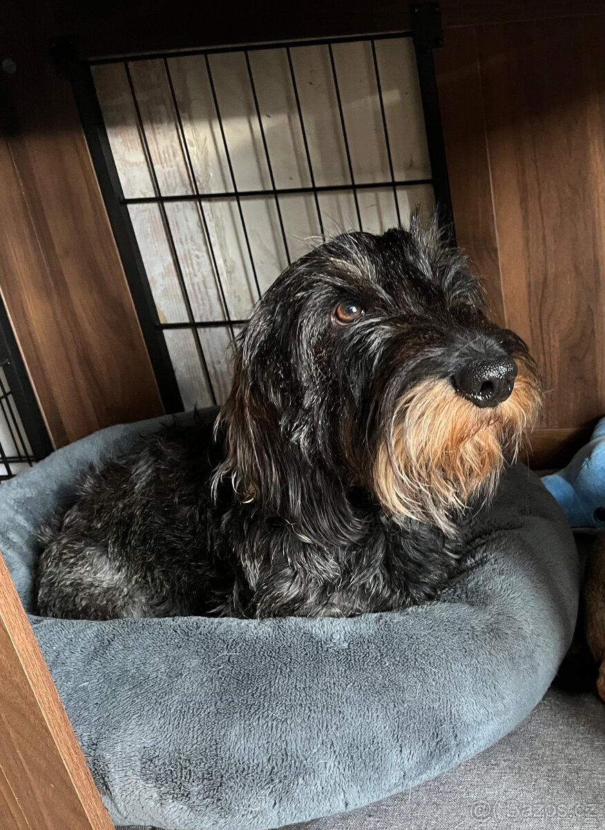 Drsnosrstý jezvčík s PP