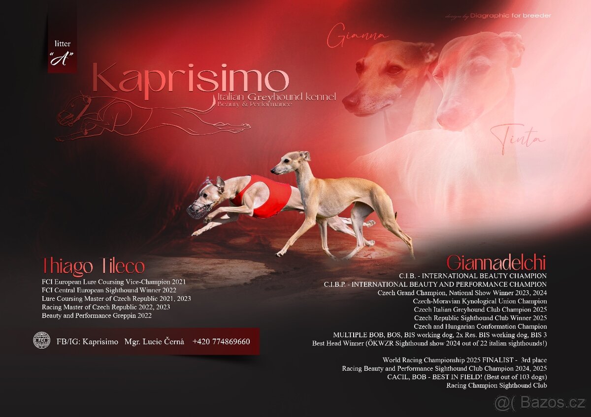 italský chrtík - chs Kaprisimo přijímá rezervace na štěňátka