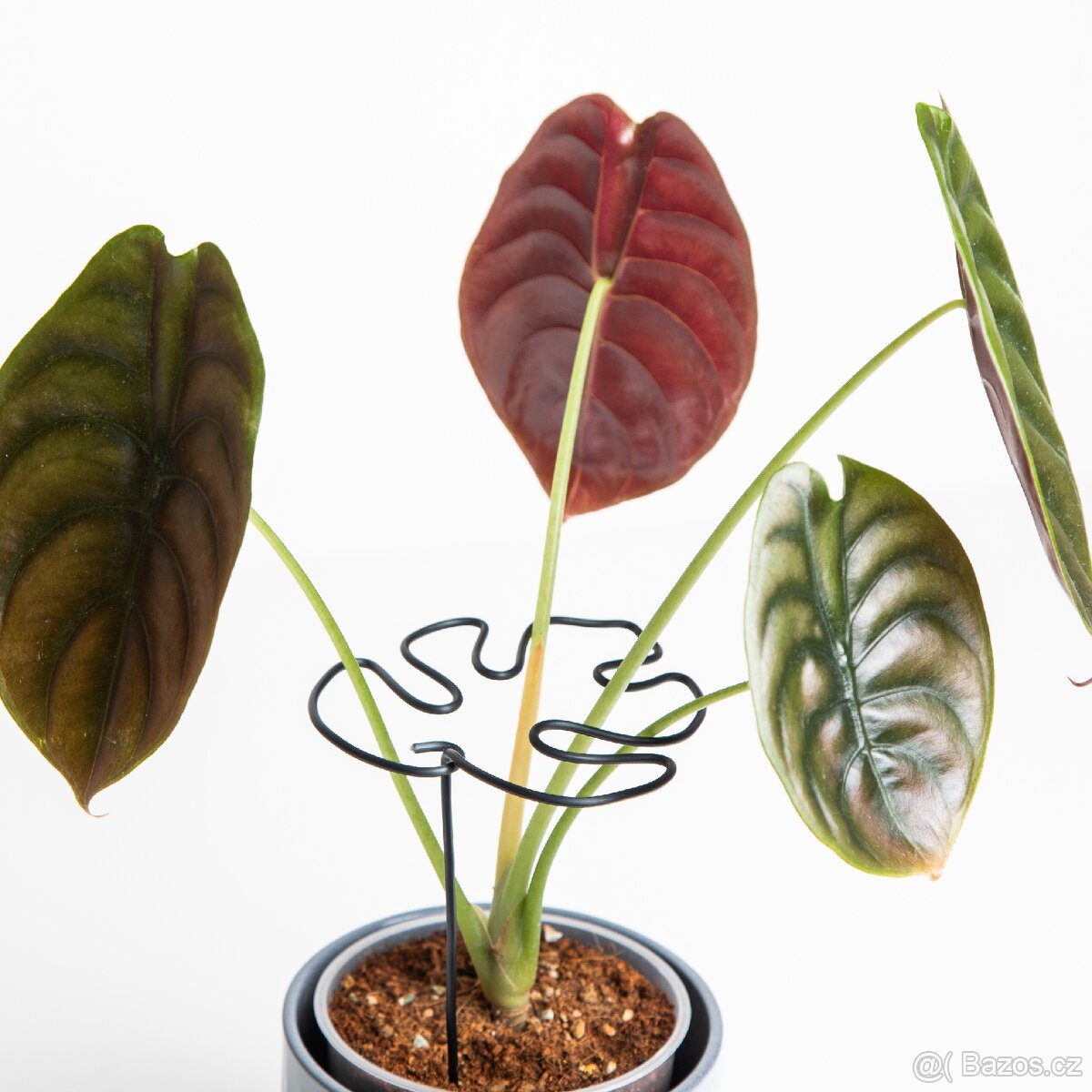 Opora pro rostliny, list monastery, černá