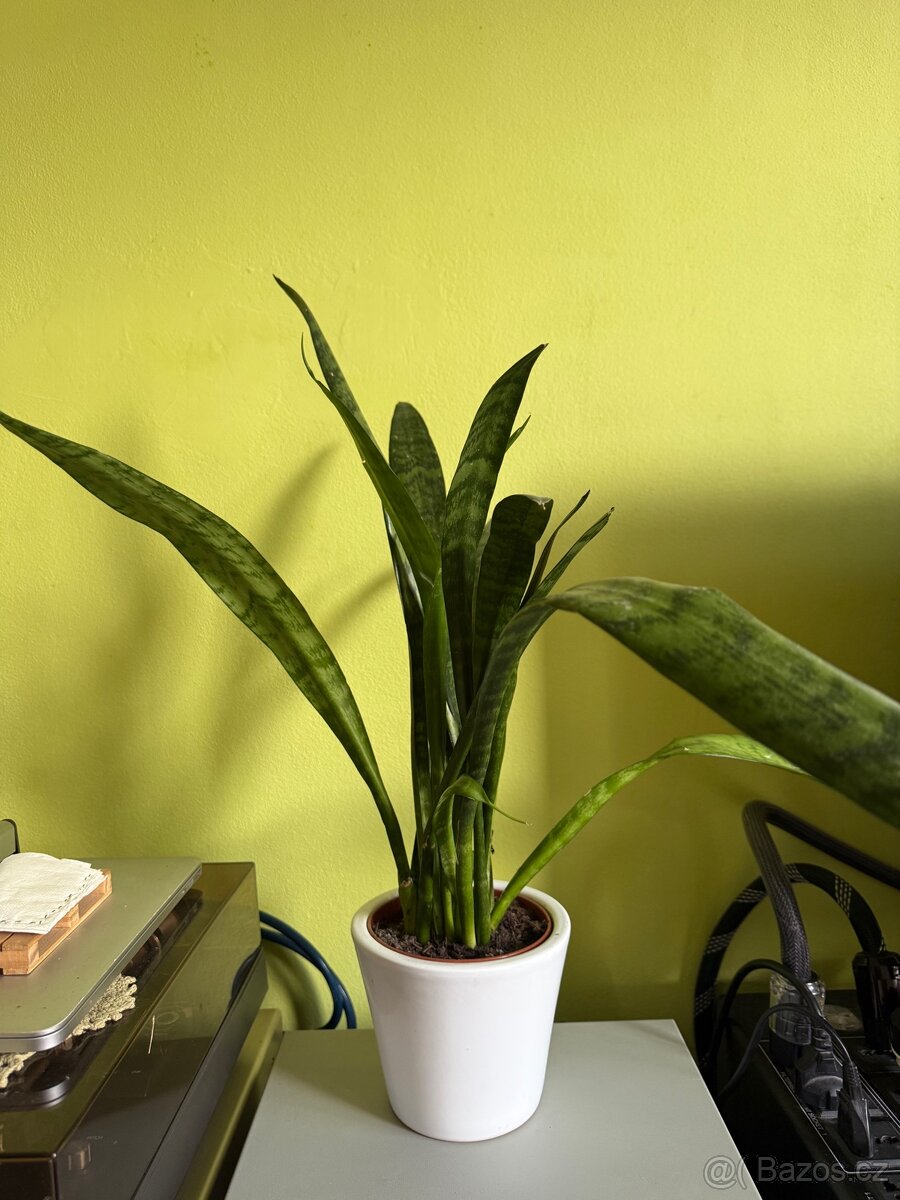 Sansevieria v keramickém květináči