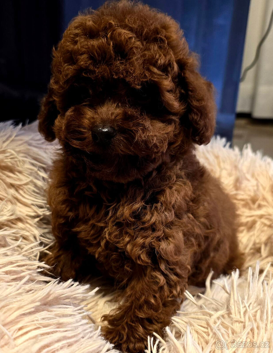 pudel 100% toy Red Braun