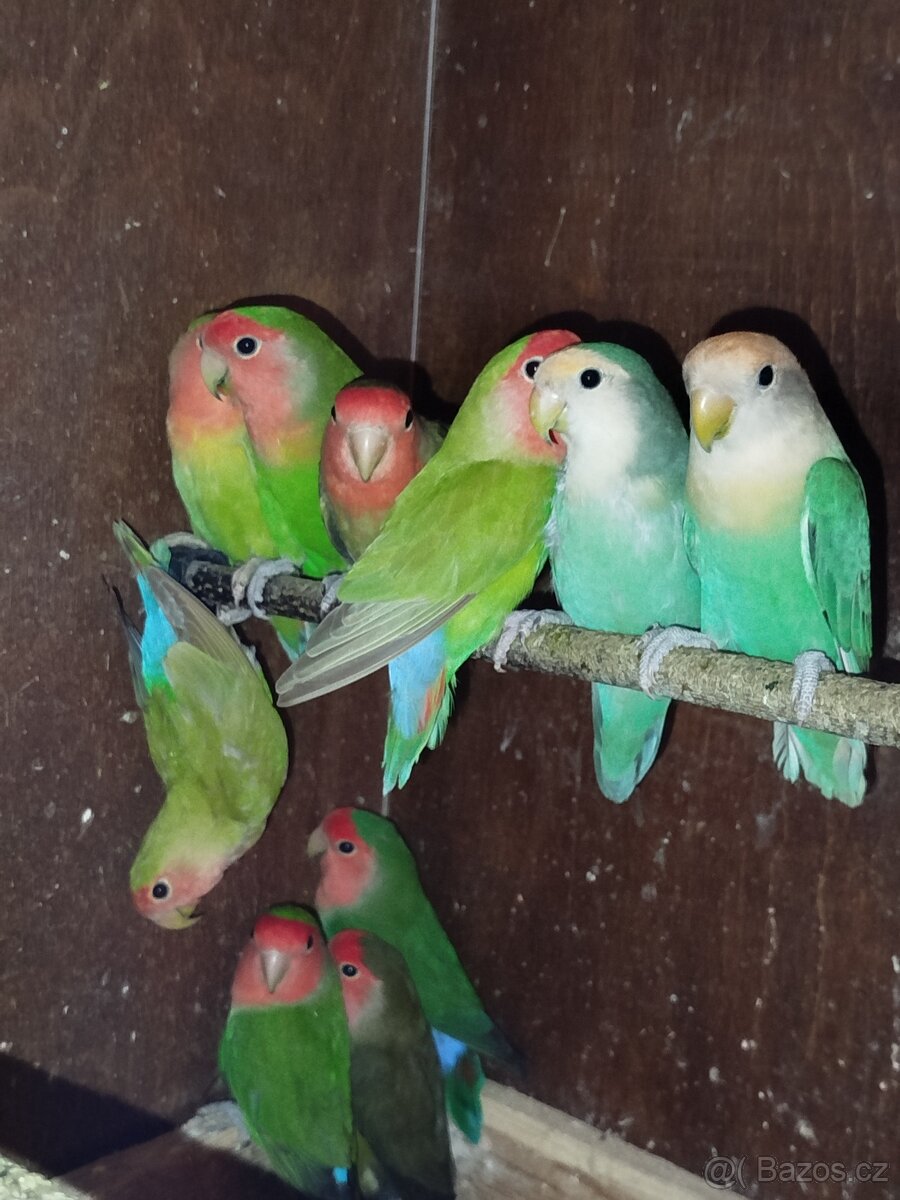 Agapornis růžohrdlý