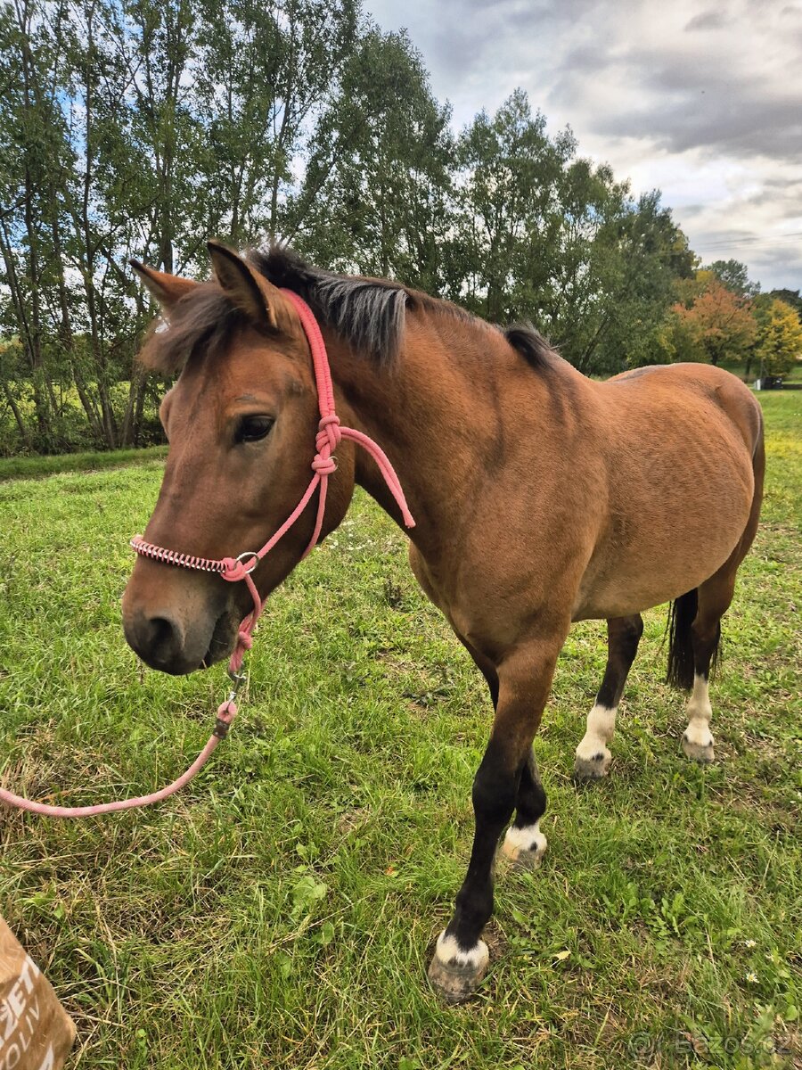 Charakterni valášek