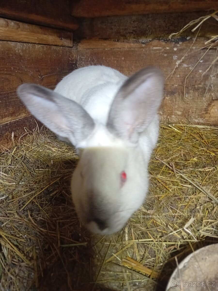Králík