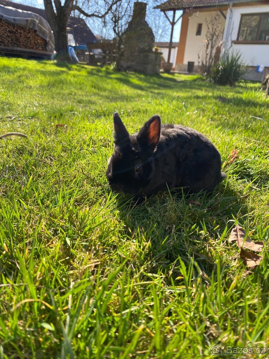 Zakrslý rex