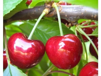 Třešně