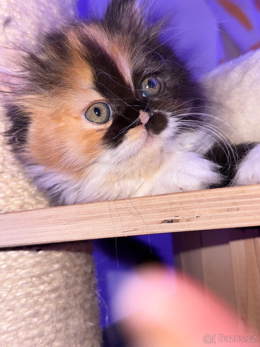 Menuet(munchkin)