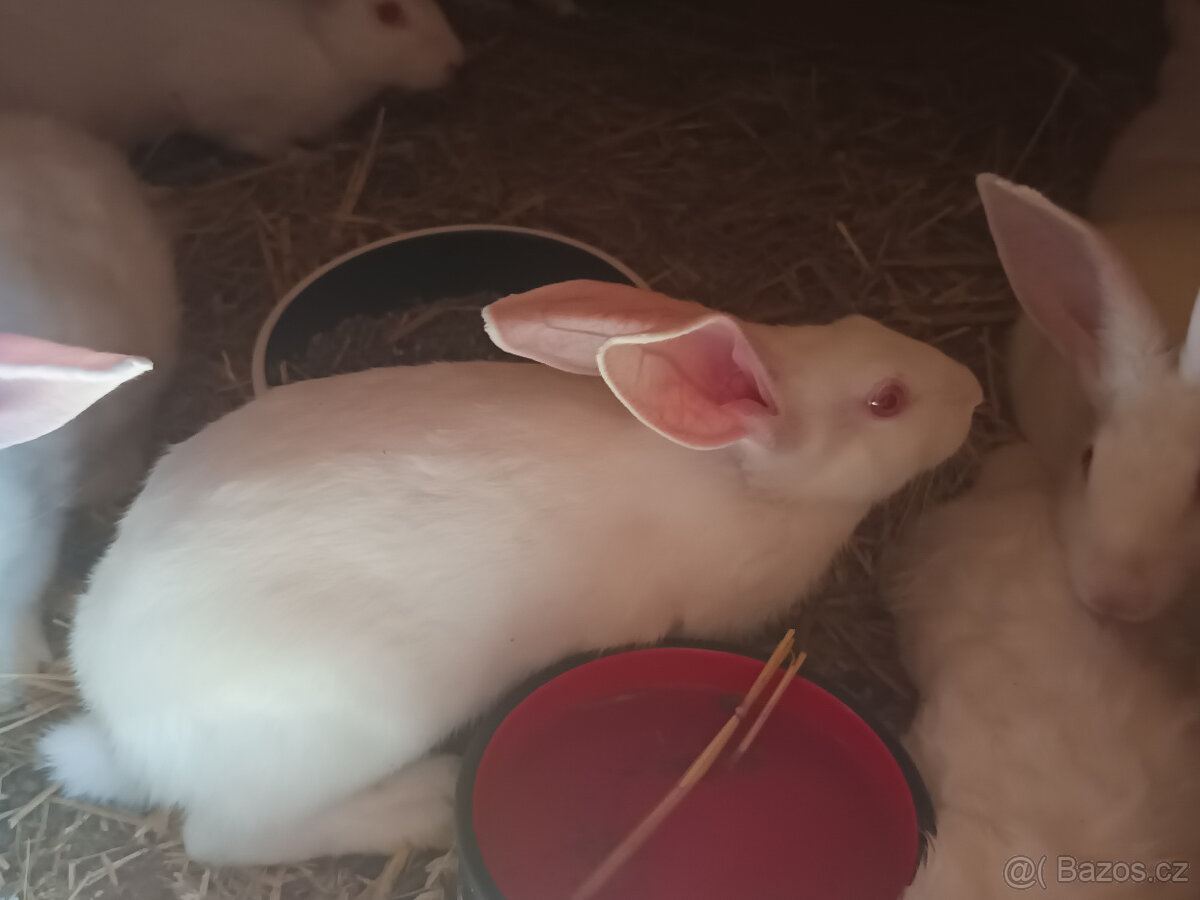 Mladí králici HYLA