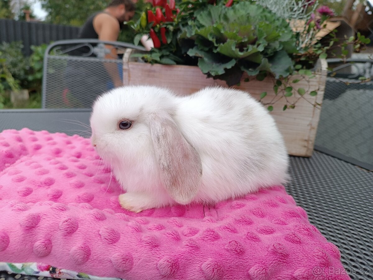Mláďata Minilop beránků s VP