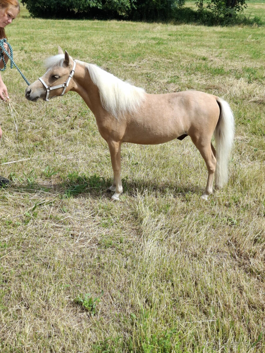 American minihorse