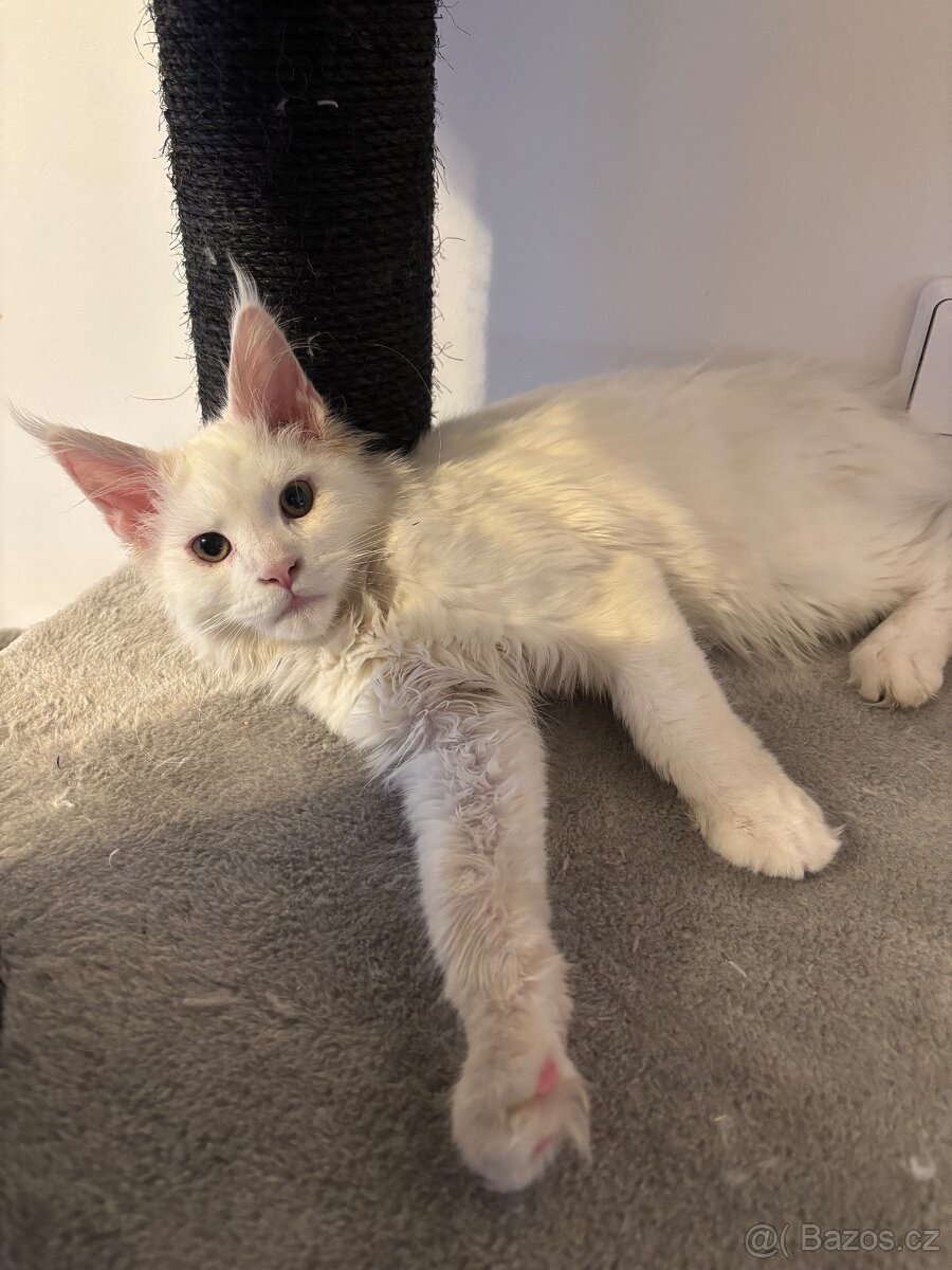 Bílá mainská mývalí kočička s PP