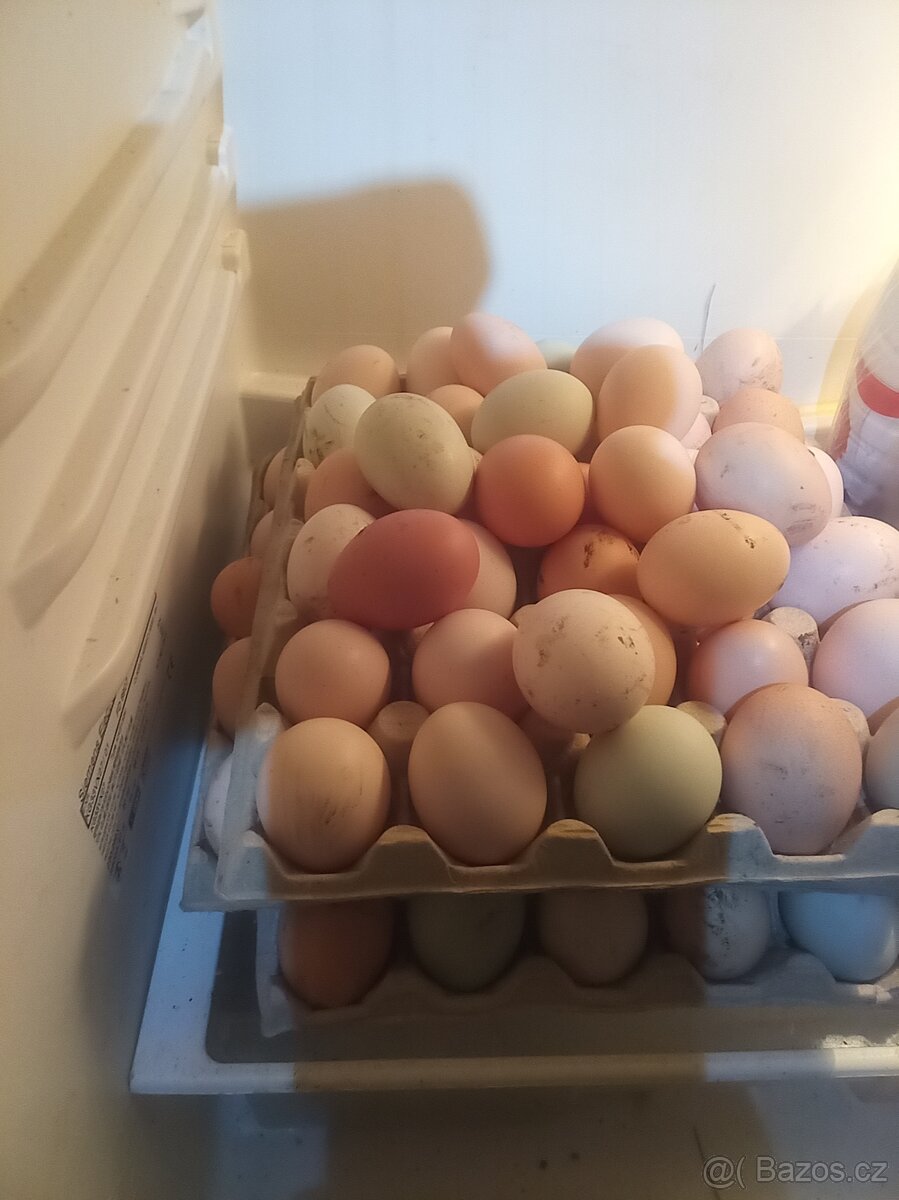 Prodám domácí slepičí vajíčka