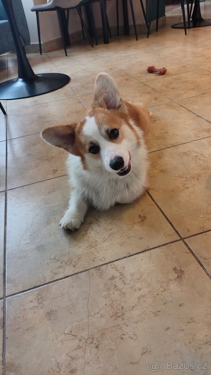 Welsh Corgi Pembroke