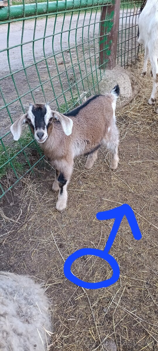 Kříženci