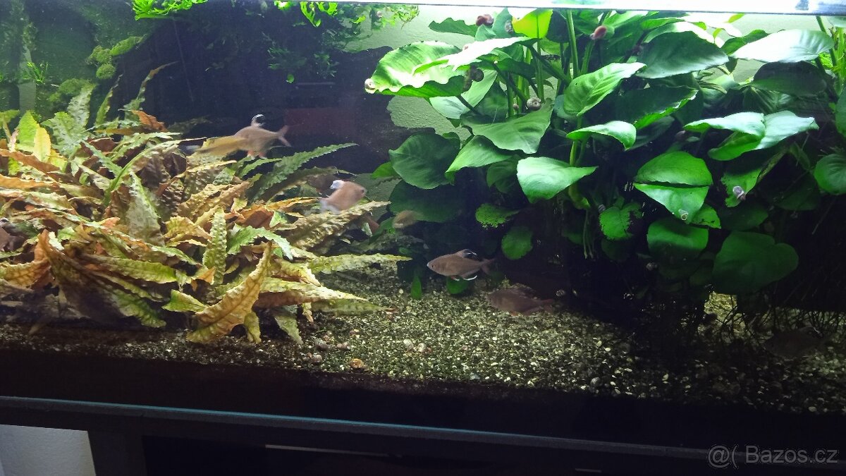 Akvarijní rostliny