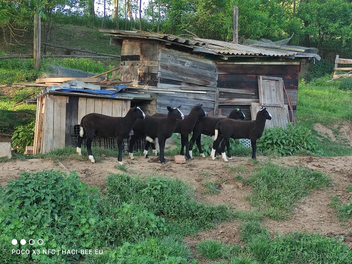 Na prodej: 4 beránky plemene Zwartbles
