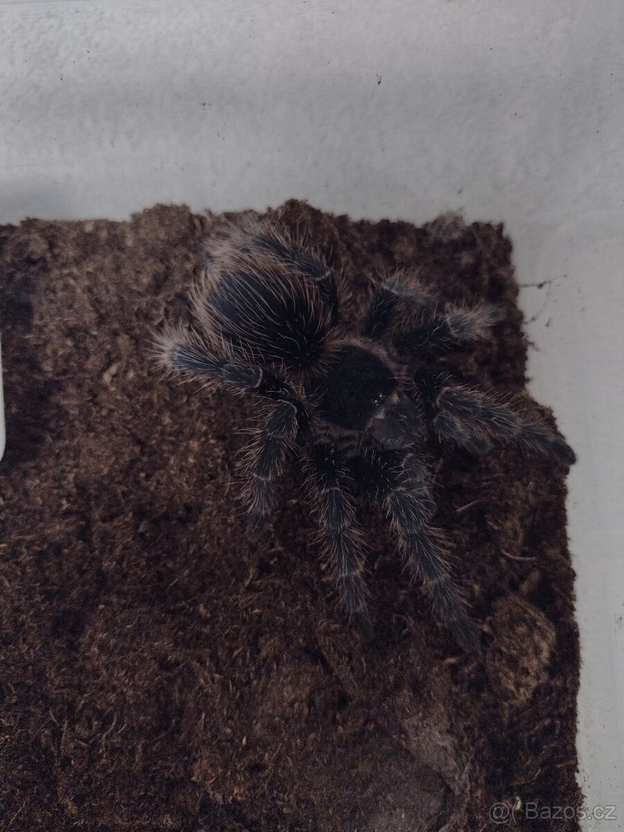 Sklípkan Lasiodora parahybana