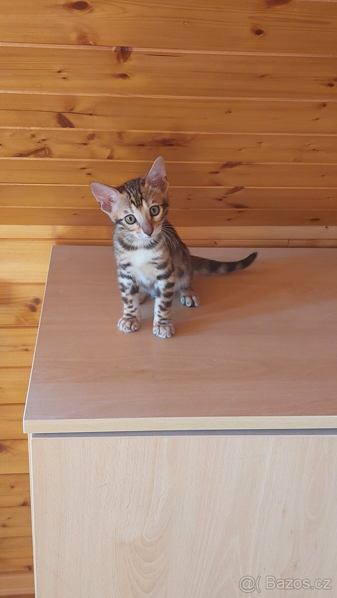 Bengalská kočka-koťátka s PP