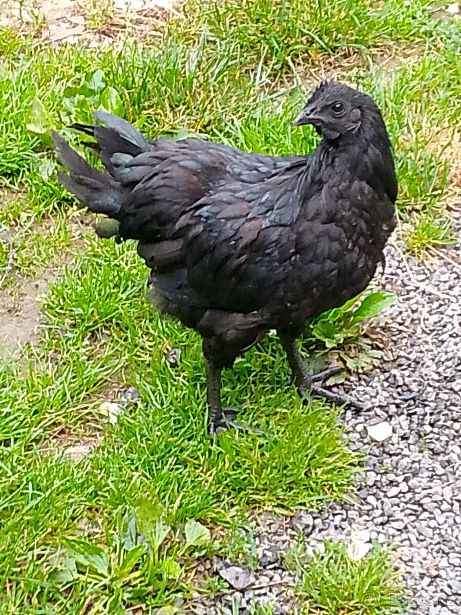 Kohout Ayam cemani