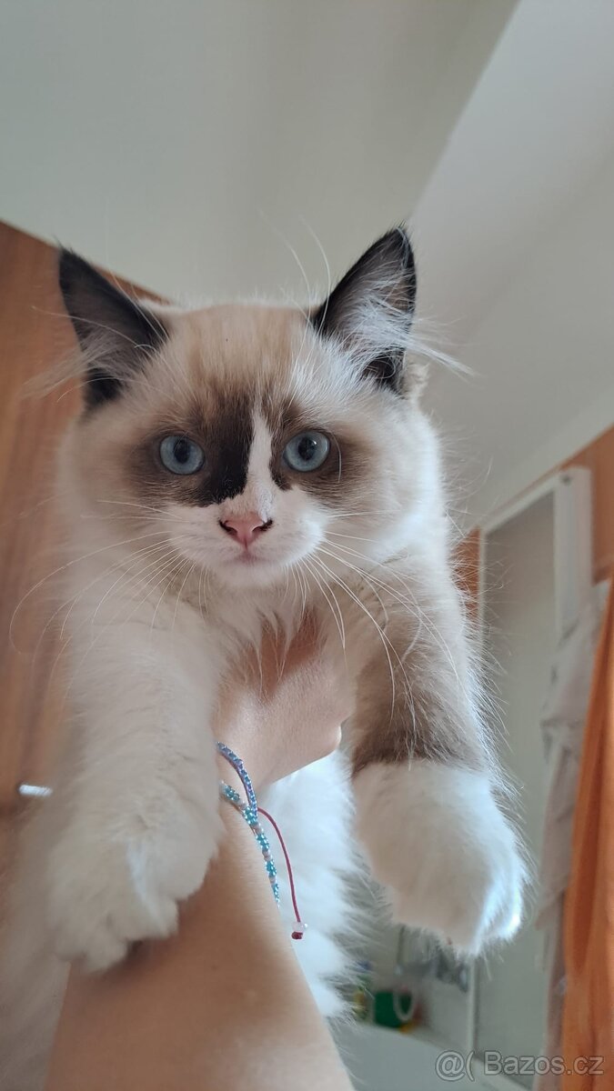 Ragdoll kotata - poslední volný chlapeček