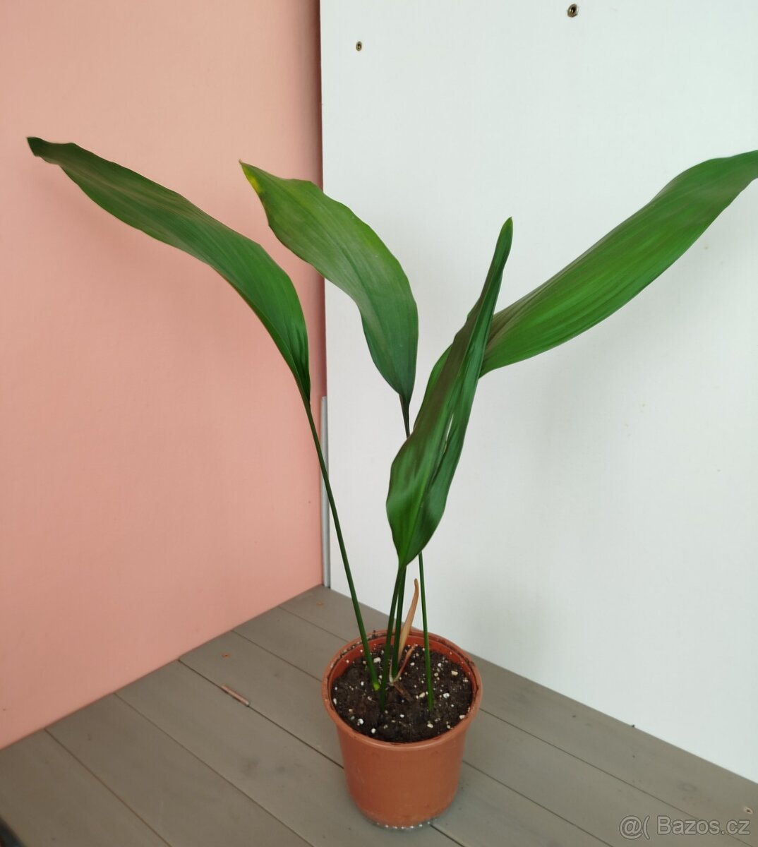 Pokojová květina ASPIDISTRA