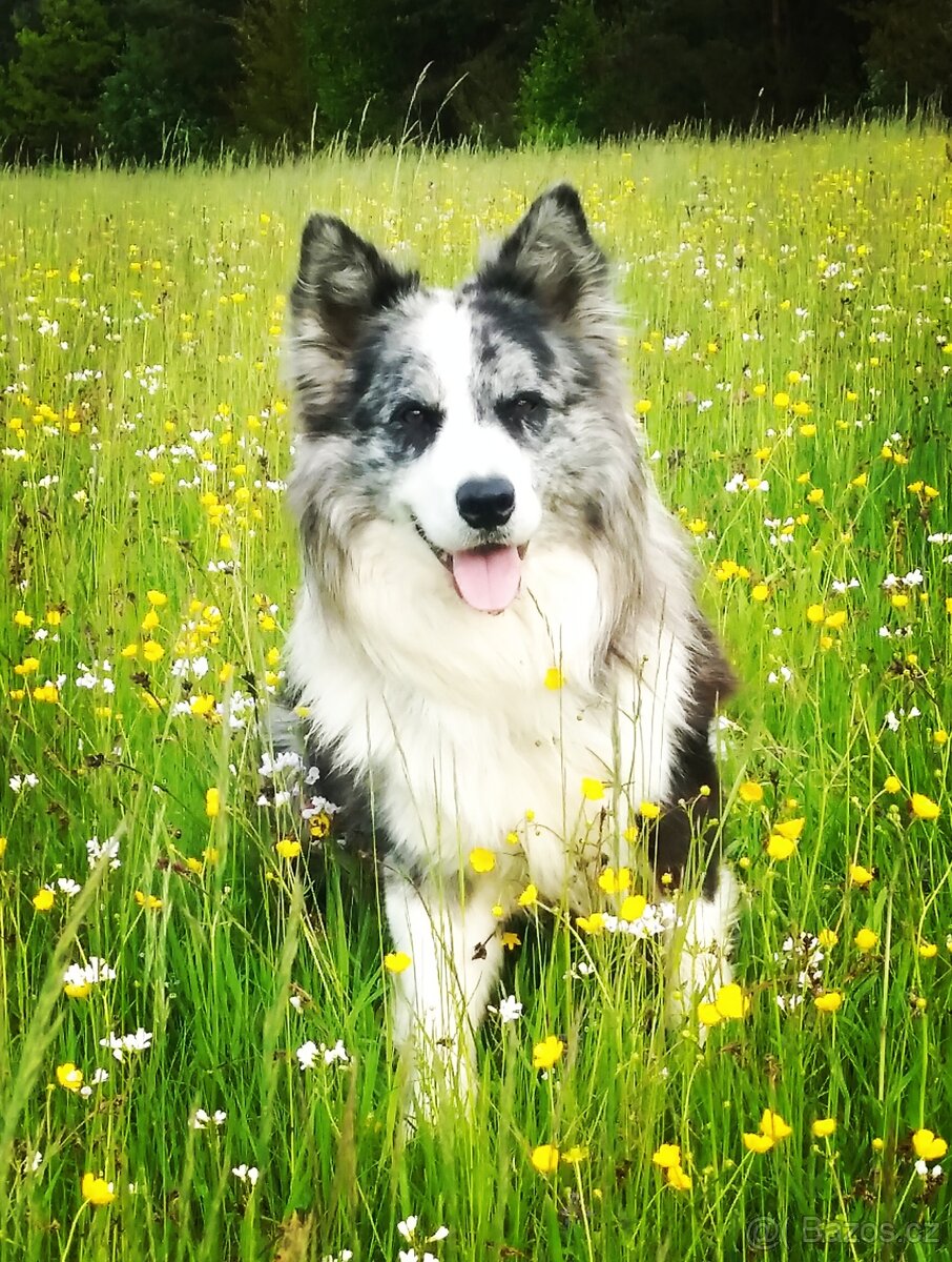 Border kolie -krytí