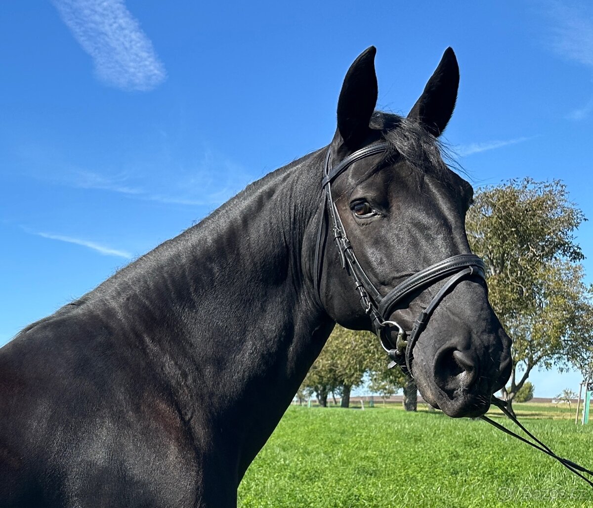 Starokladrubský vraník 14 let