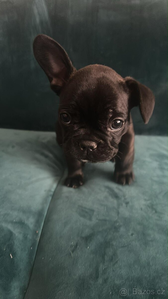 Francouzský buldoček